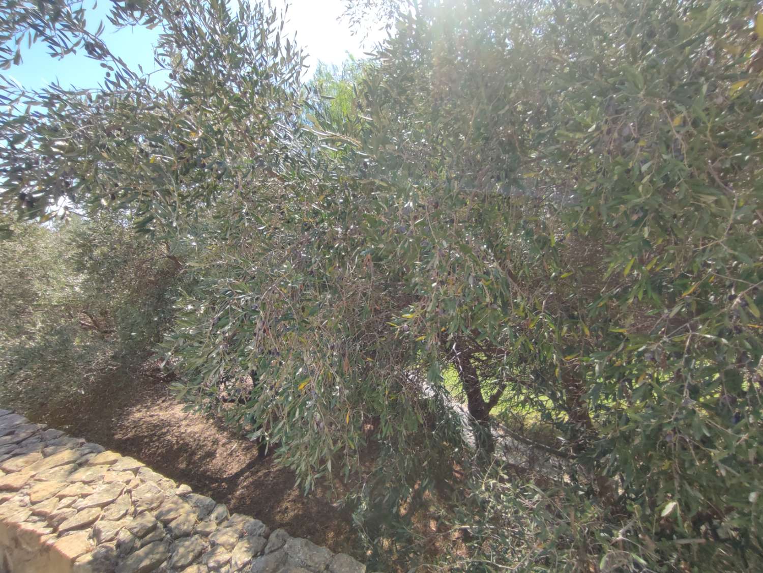 Villas de lujo en venta en Sotogrande Cadiz