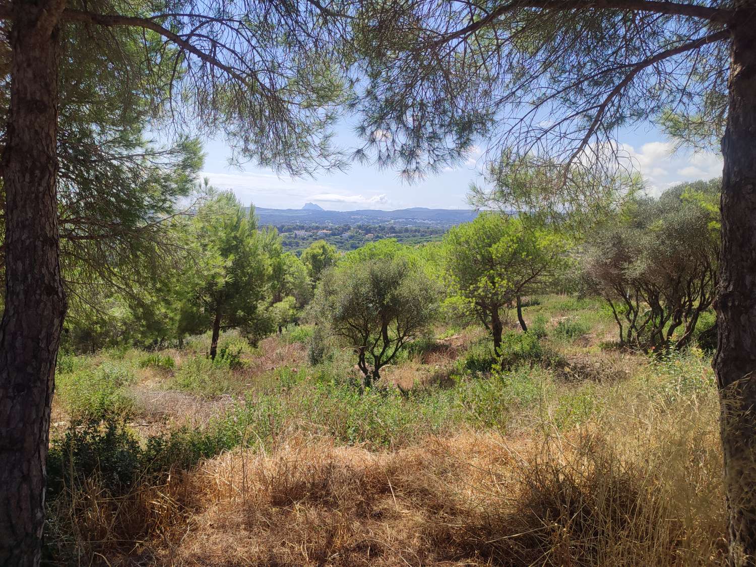 Ultimas parcelas disponibles  en la reserva de Sotogrande  CADIZ