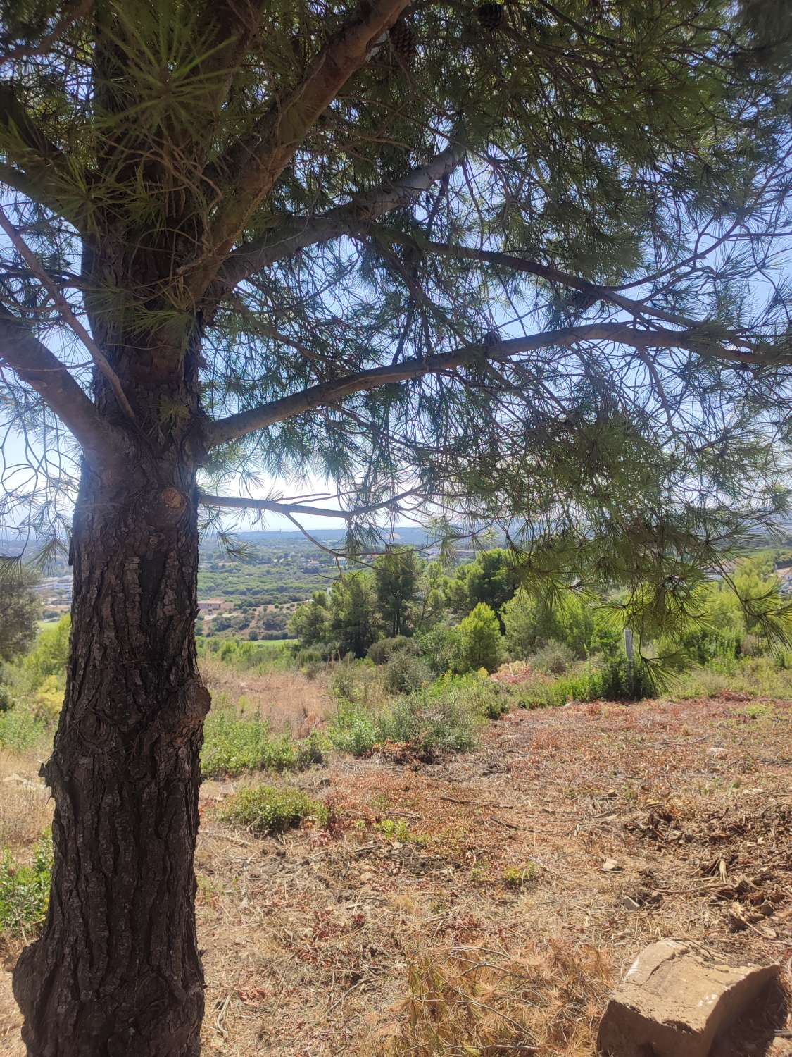 Ultimas parcelas a la venta en Sotogrande, desde 840.000 euros . CADIZ