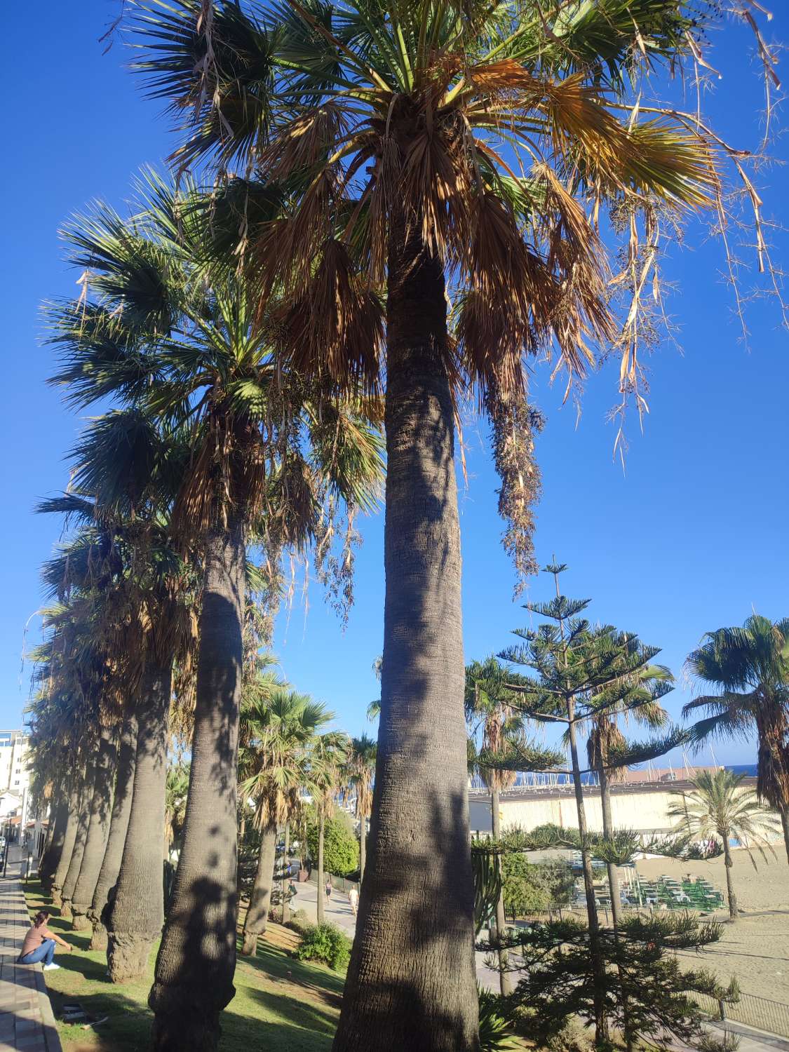 Áticos en Elviria , Marbella